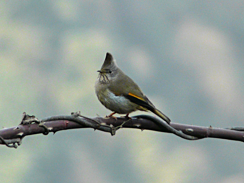 yuhina  gularis