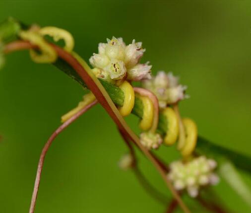 菟丝花形容人是什么意思( 菟丝花形容女人是什么意思 )