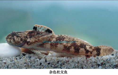 cottus poecilopus