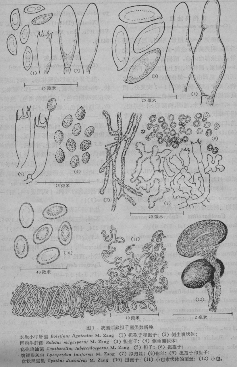  p>纺锤形灰包, a target="_blank" href="/item/担子菌亚门/2916780"