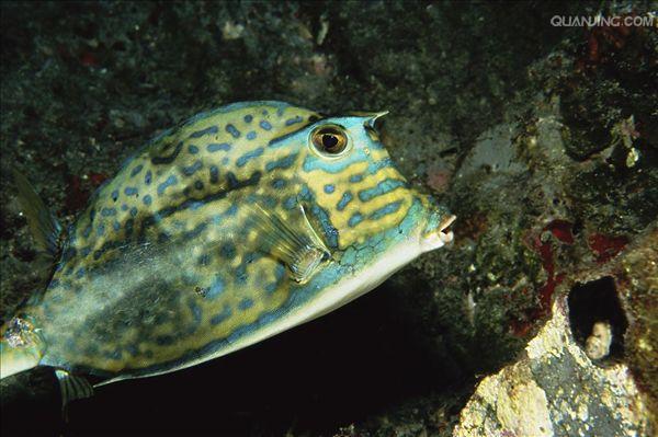  p> b>马面鱼 /b>学名为绿鳍马面鲀,隶属于 a target="_blank" href="