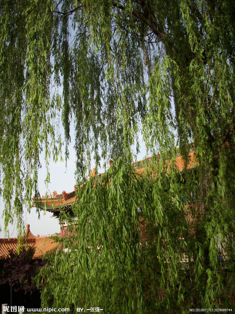  p>藏柳(学名:salix zangica n. chao)是杨柳科柳属植物.