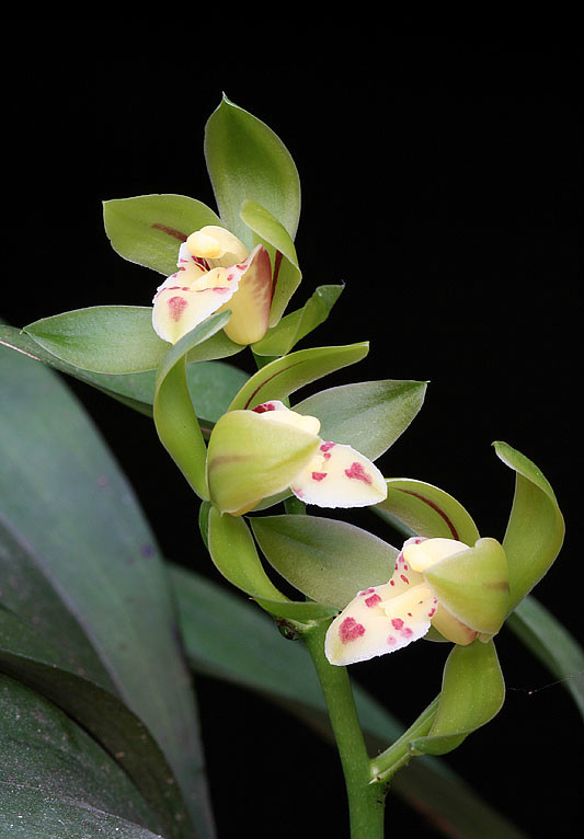  p>兔耳兰(学名: i>cymbidium lancifolium /i>  hook.