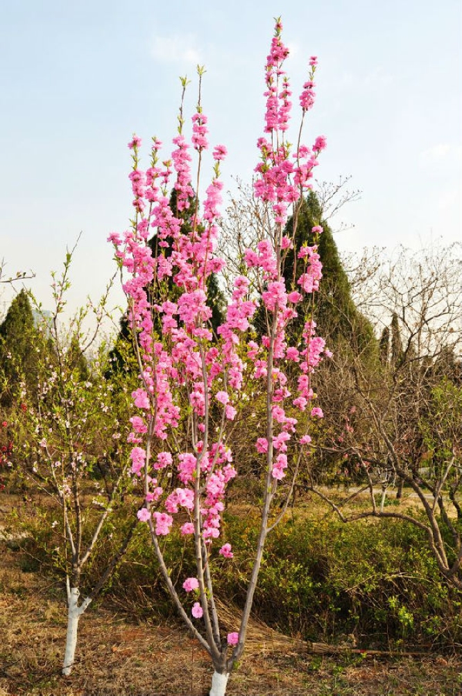 塔型碧桃