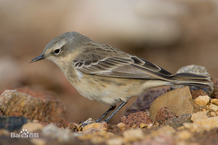  p>水鹨(学名: i>anthus spinoletta /i>)是雀形目鹡鸰科的 a href="