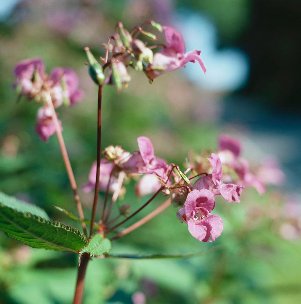 data-lemmaid="229183">双子叶植物纲 /a>,凤仙花科的一属植物,约500