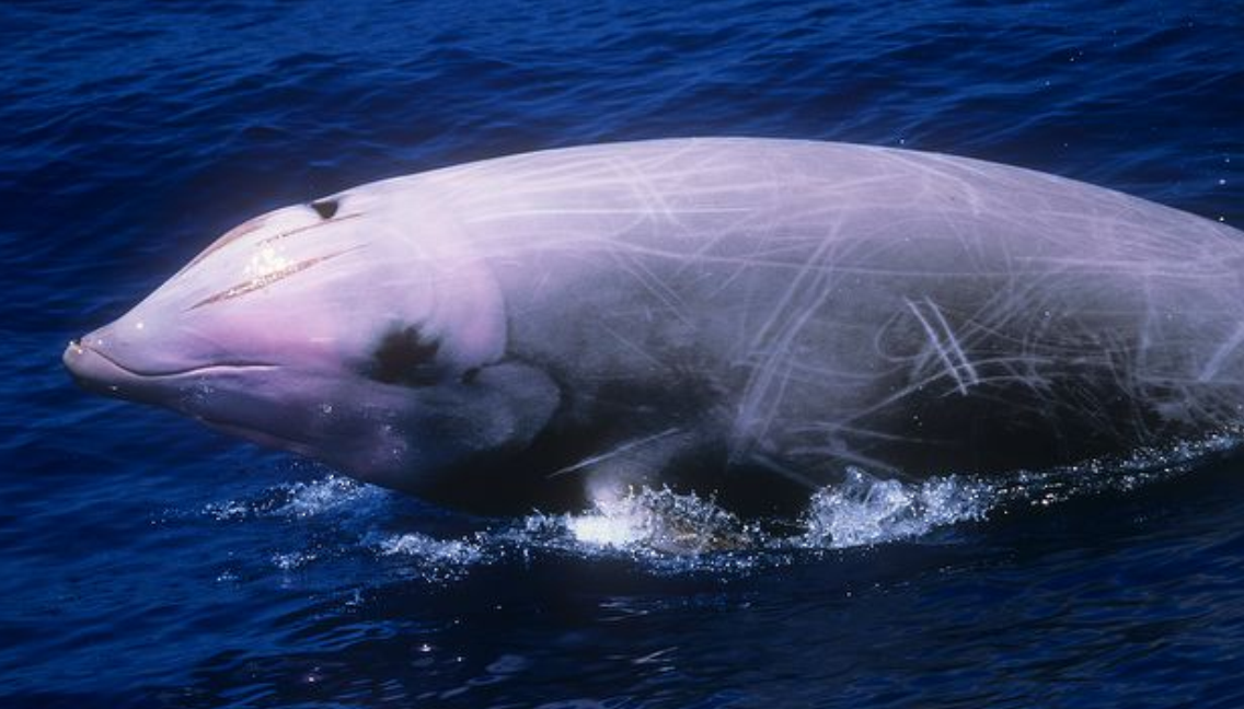  p>剑吻鲸 喜栖息于 a target="_blank" href="/item/深海区/2019915"