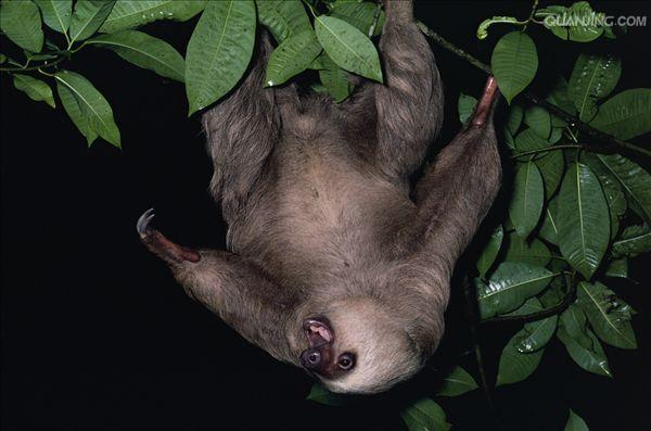  p>霍氏树懒(学名:choloepus hoffmanni)是中美洲及南美洲的一种树懒.