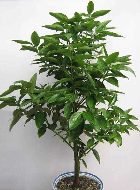  p>爪哇肉桂是一种常绿 a target="_blank" href="/item/乔木/33239"