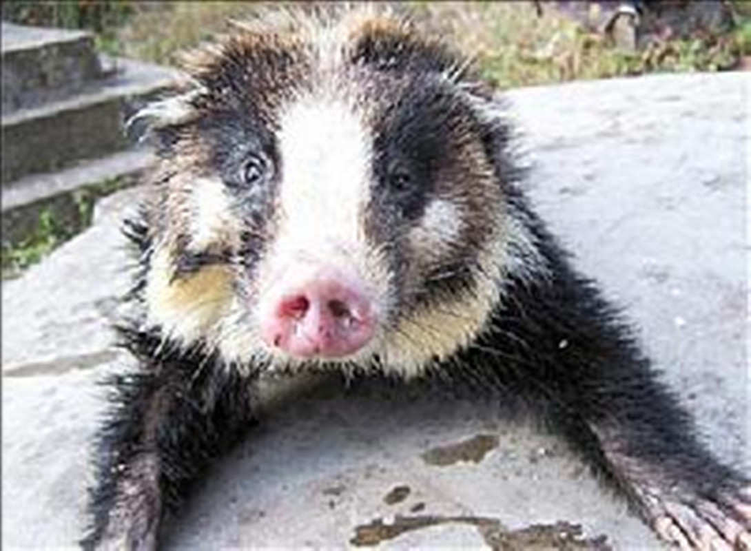 獾猪是食肉目鼬科猪獾属哺乳动物,又称