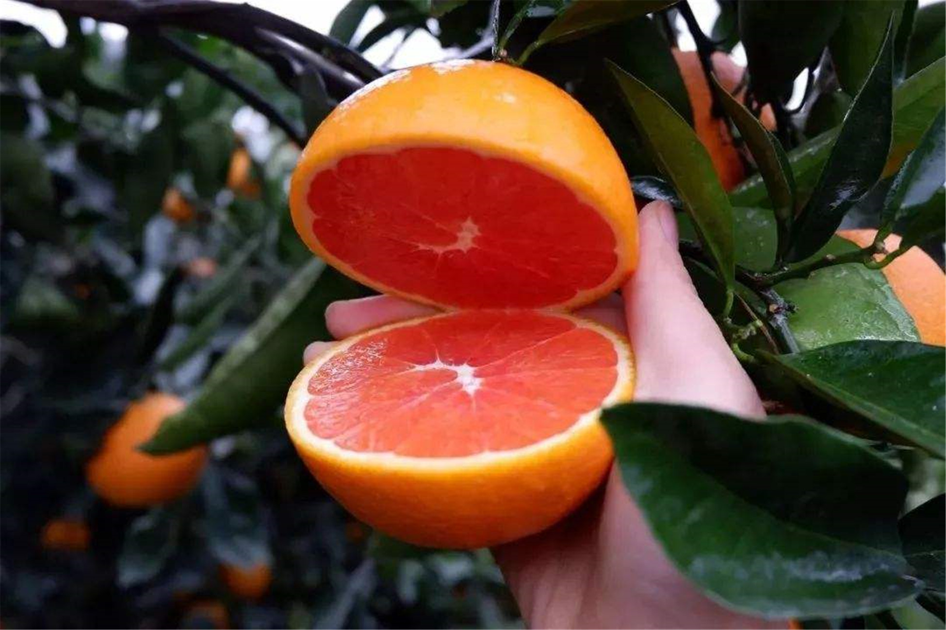  p>血橙(学名: i>citrus sinensis /i>  'blood orange&amp