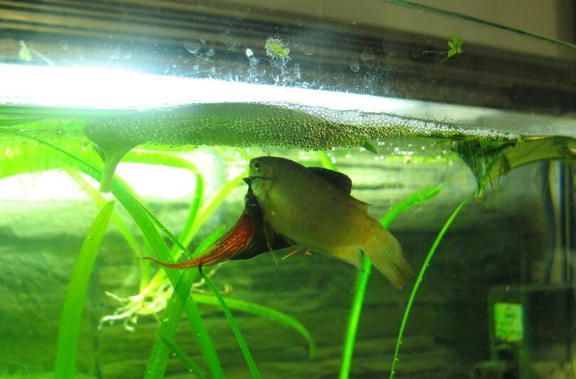  p> a href="#">斗鱼科 /a>,体呈椭圆形且侧扁.