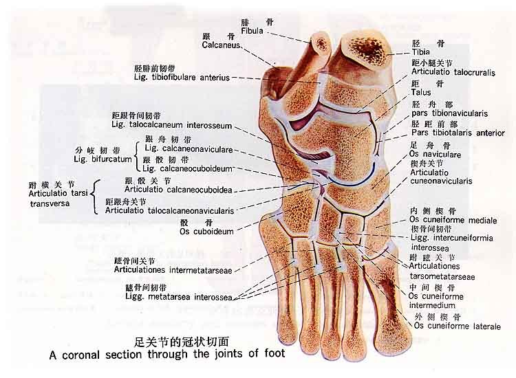 运动系统