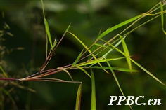  p> a href="#" data-lemmaid="4170895">硬秆子草 /a>,拉丁文名