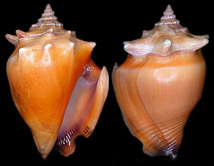  p>金拳凤凰螺(学名: i>strombus pugilis /i>)雌雄异体.