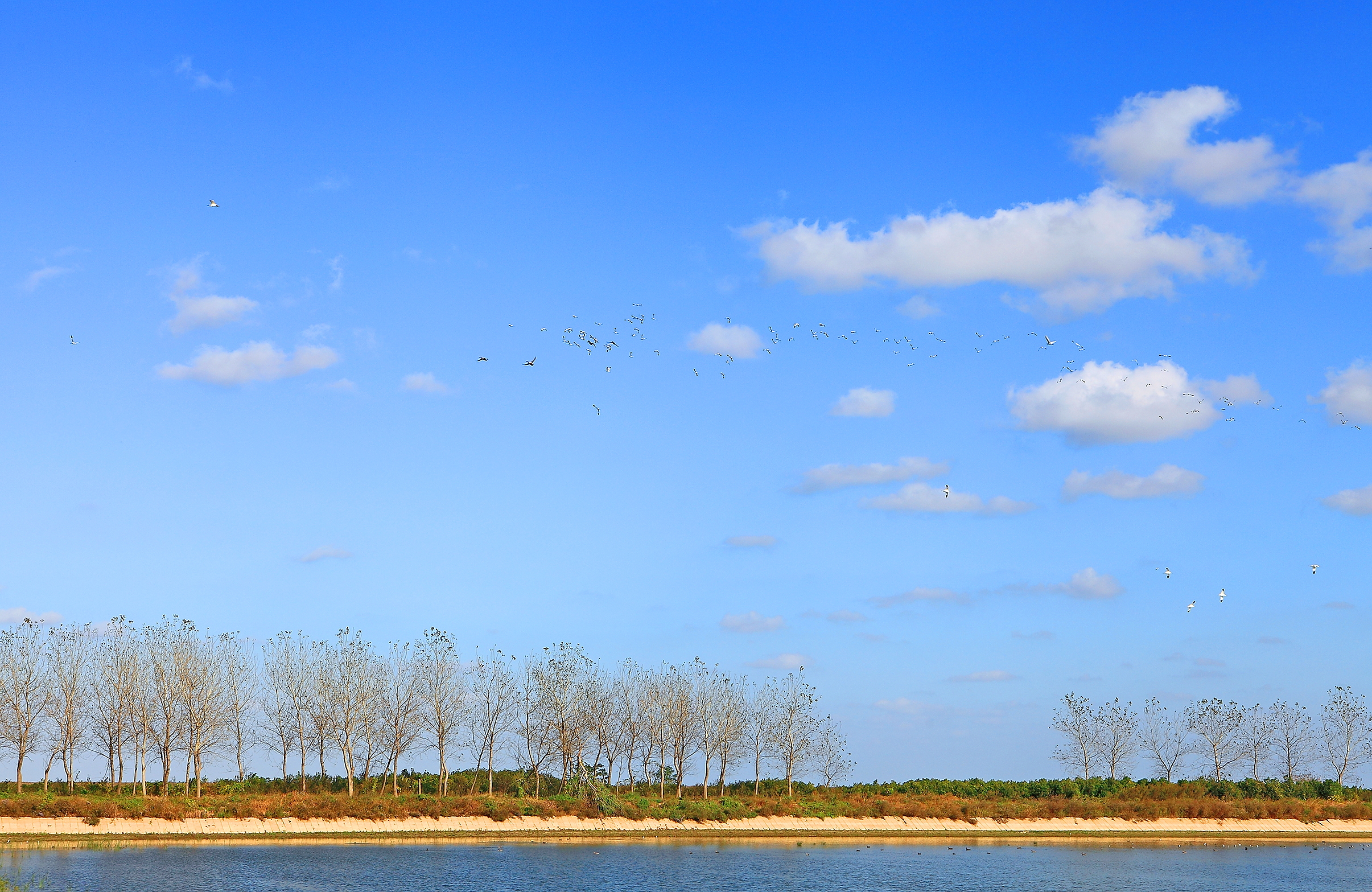  p data-id="gnbss9lxft">盐城湿地被誉为"东方湿地,百河之城"," a