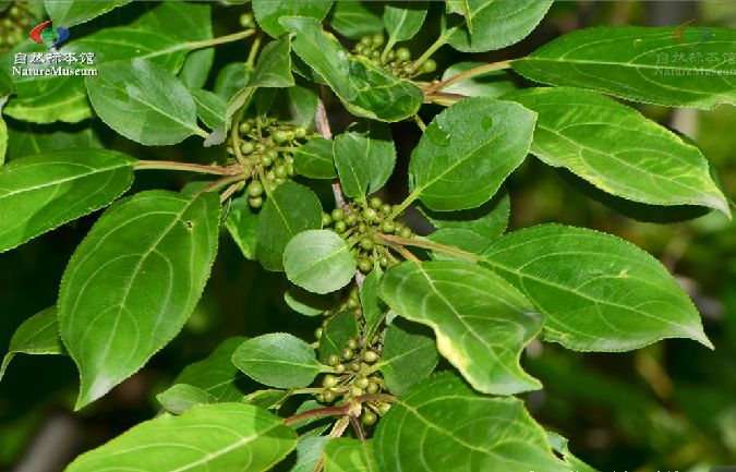 乌苏里鼠李群体wsl-91