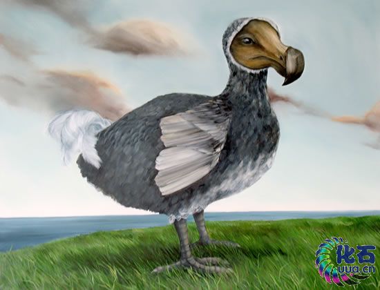  p>恐鸟是数种新西兰历史上生活的 a target="_blank" href="/item