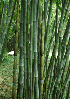  p> a href="#" data-lemmaid="2805873"> /a>吊丝竹(学名: i>