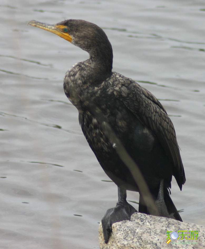 p>黑颈鸬鹚(学名 i>phalacrocorax niger/i,中型水鸟,体长50~51