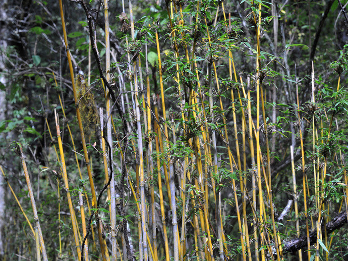  p>缺苞箭竹(学名: i>fargesia denudata /i> yi)是禾本科,箭竹属 a