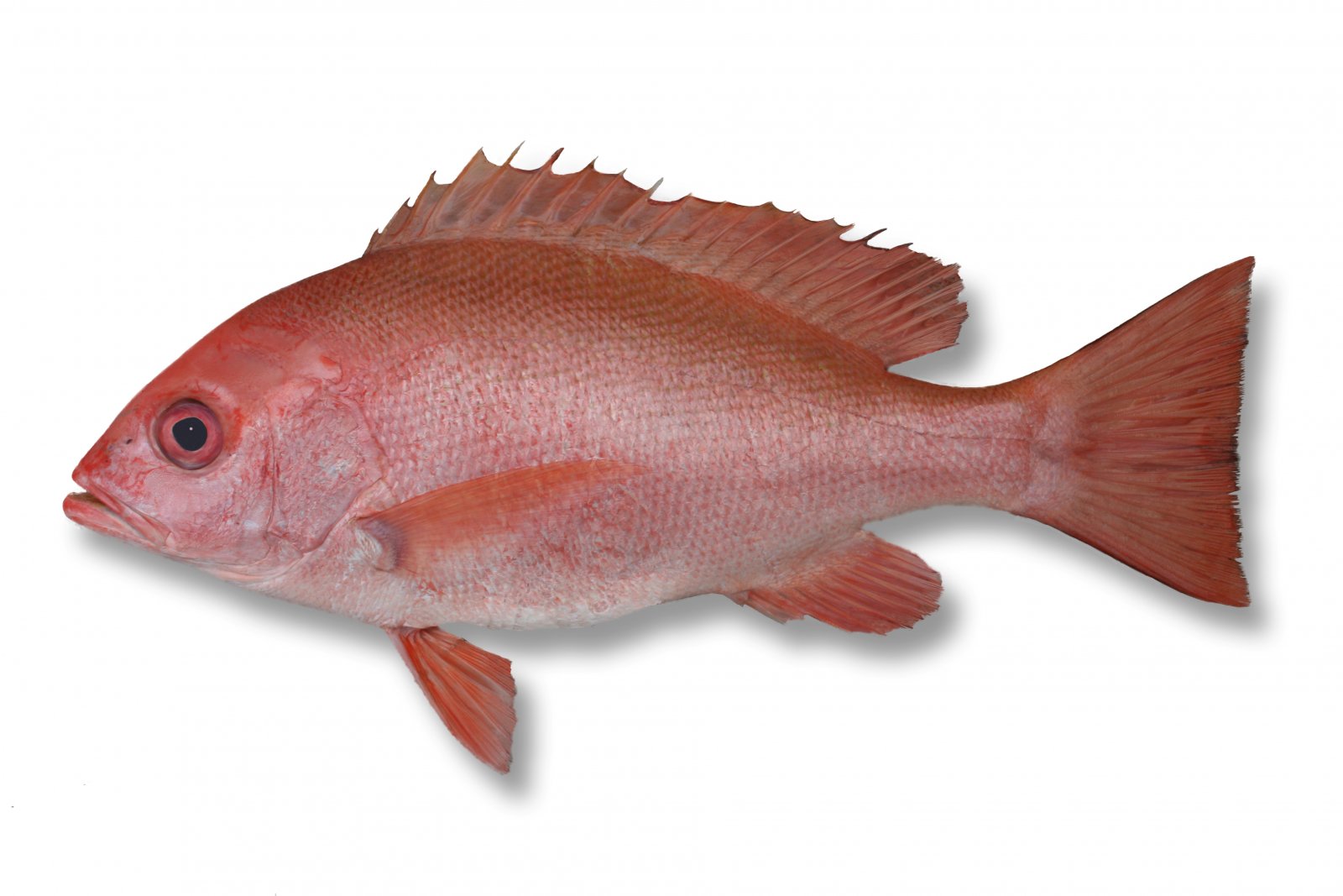 红鱼