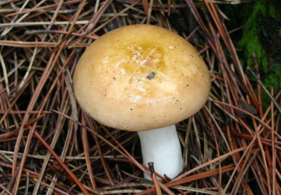  p> a target="_blank" href="/item/铆钉菇科/11041341" data-lemma