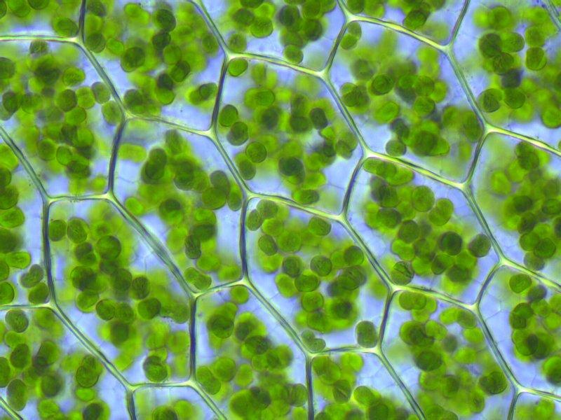 叶绿体(英语:chloroplast)是绿色植物和藻类等真核自养生物细胞中专业