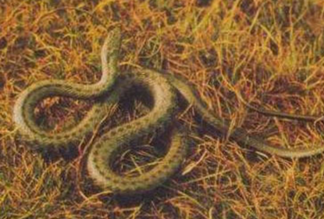  p>温泉蛇,thermophis baileyi (wall,1907),游蛇科温泉蛇属,是中国独