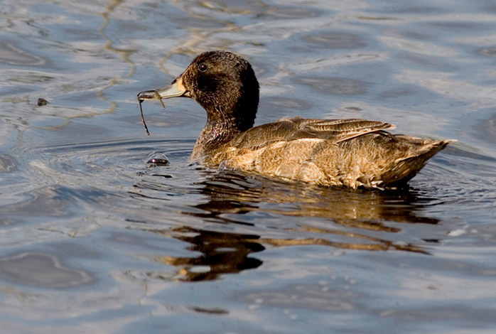  p>黑头鸭(学名: i>heteronetta atricapilla /i>)为 a href="#">雁形