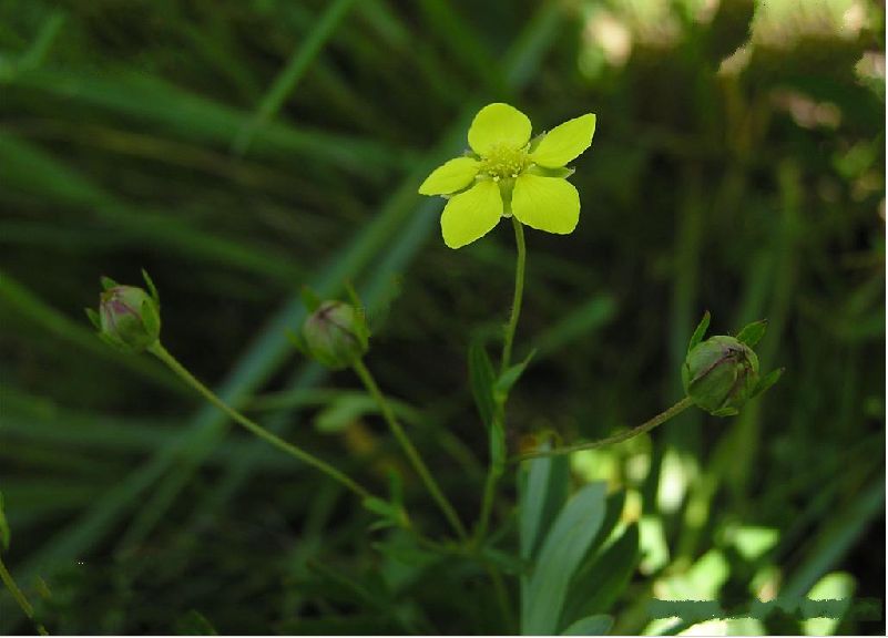  p>长叶二裂委陵菜(拉丁名:potentilla bifurca l. var. major ledeb.