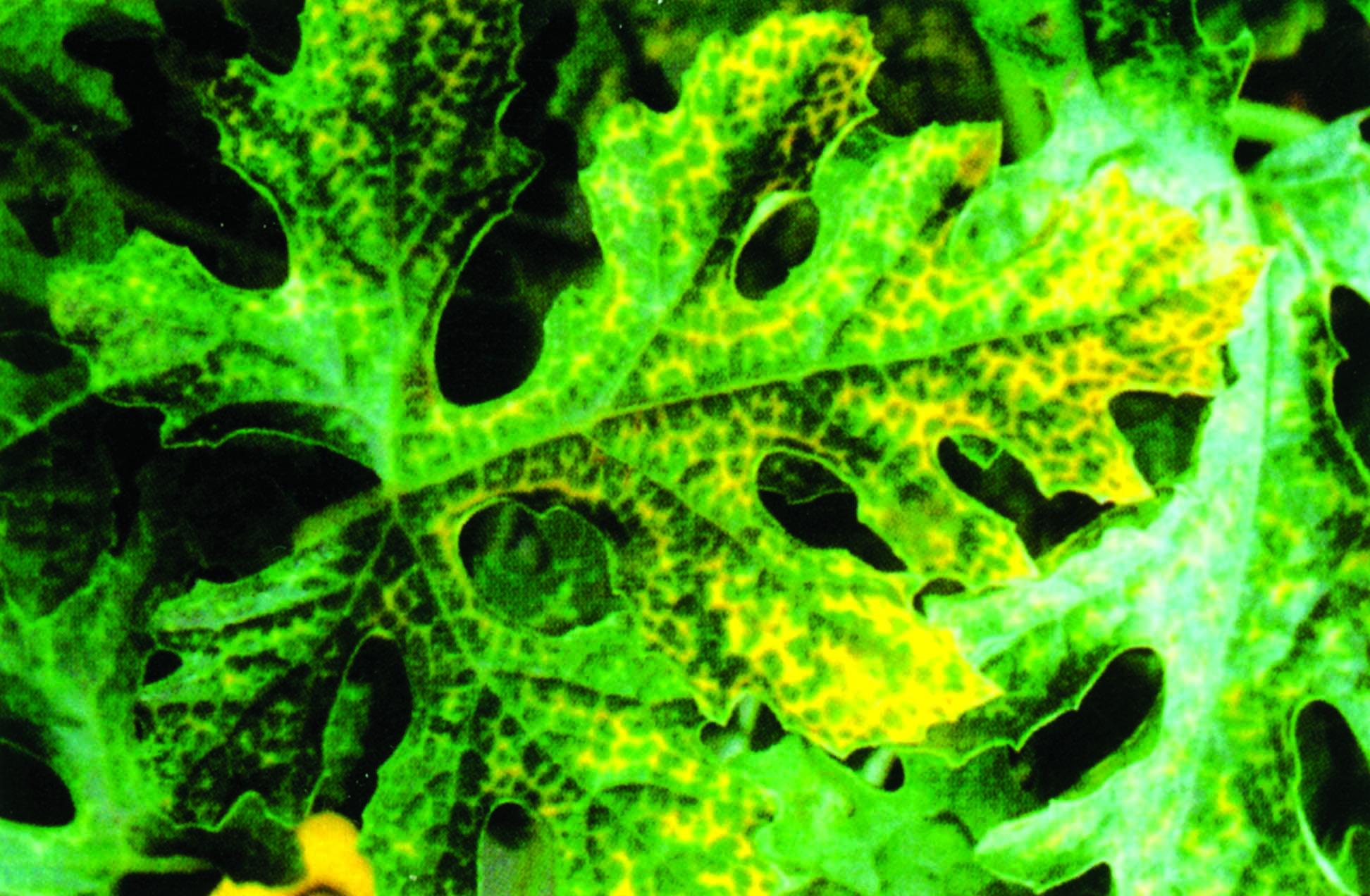 南方瓜区蕨叶型病毒病发生较普遍,尤以秋西瓜受害最重