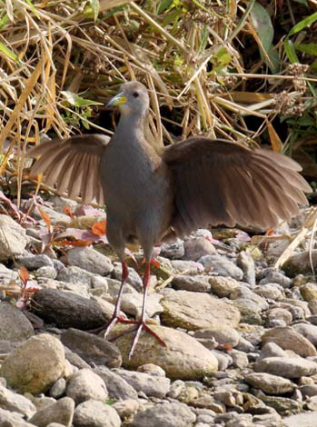 红脚苦恶鸟华南亚种