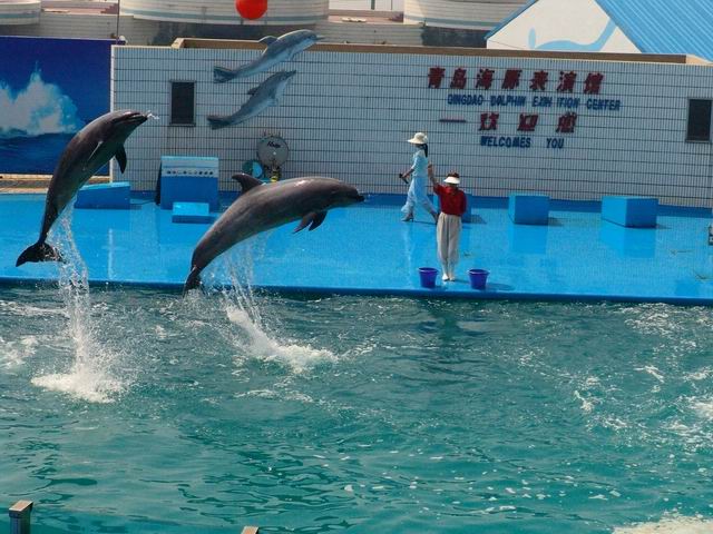 青岛海豚表演馆