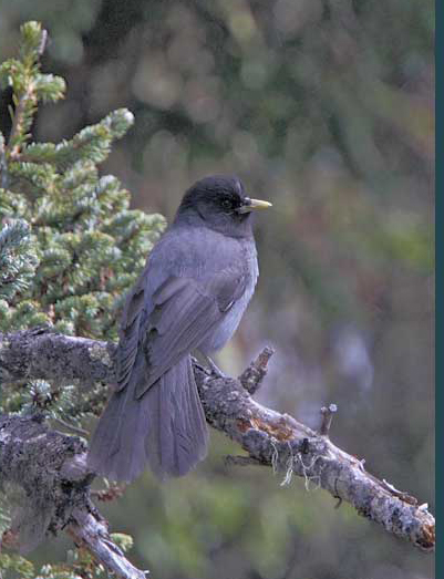  p>黑头噪鸦(学名: i>perisoreus internigrans /i>)是鸦科噪鸦属的 a