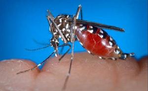  p>伊蚊,是一种 a href="#">蚊科 /a>库蚊亚科 a href="#">伊蚊属 /a>