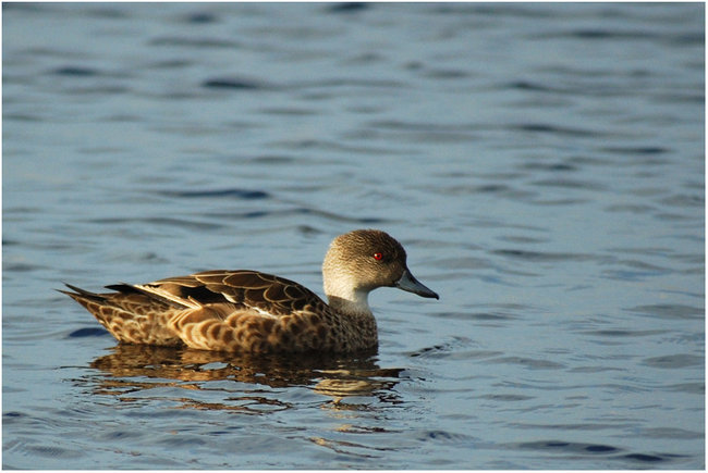  p>灰鸭(学名: i>anas gracilis /i>):中型 a