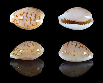  p>蛇皮宝螺(学名:cribrarula pellisserpentis pellisserpentis)是