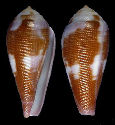  p>细线芋螺(学名:leporiconus tenuistriatus)壳表白色,有黑色或褐色