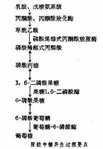 生物体糖异生