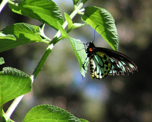  p>里士满鸟翼凤蝶(学名:ornithoptera rothschildi;英文:richmond