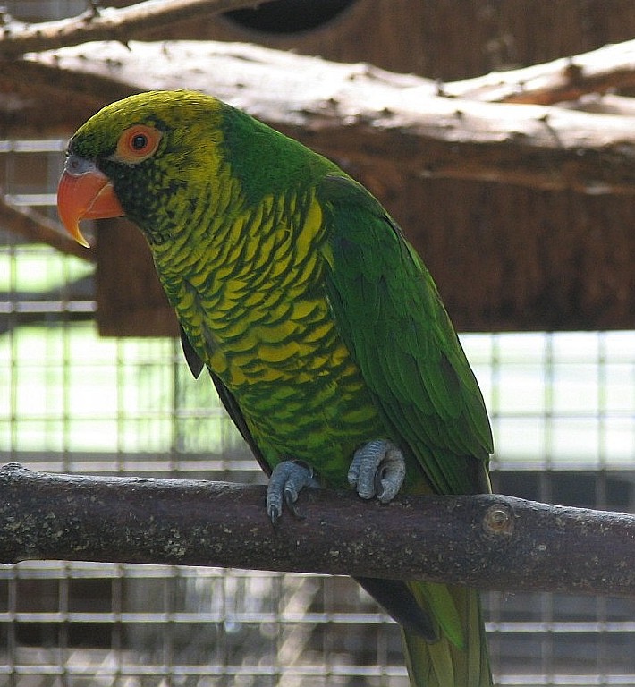 p>黄绿吸蜜鹦鹉(学名:trichoglossus flavoviridis)羽色鲜艳,主要以
