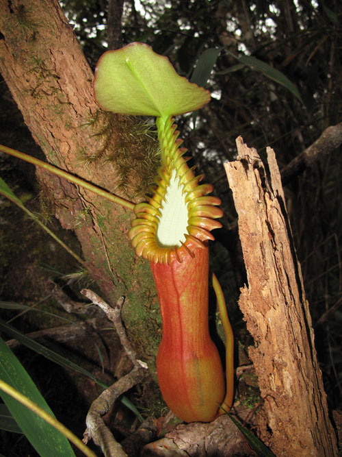  p>爱德华猪笼草,学名nepenthes edwardsiana,是 a href="#" data