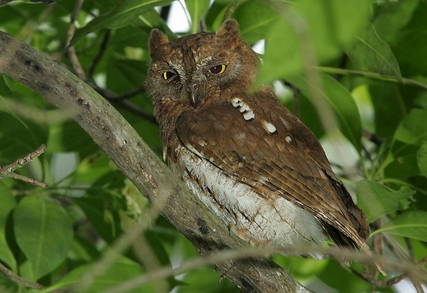 面盘圆形似猫,常被称为" a href="#" data-lemmaid="1194120">猫头鹰 