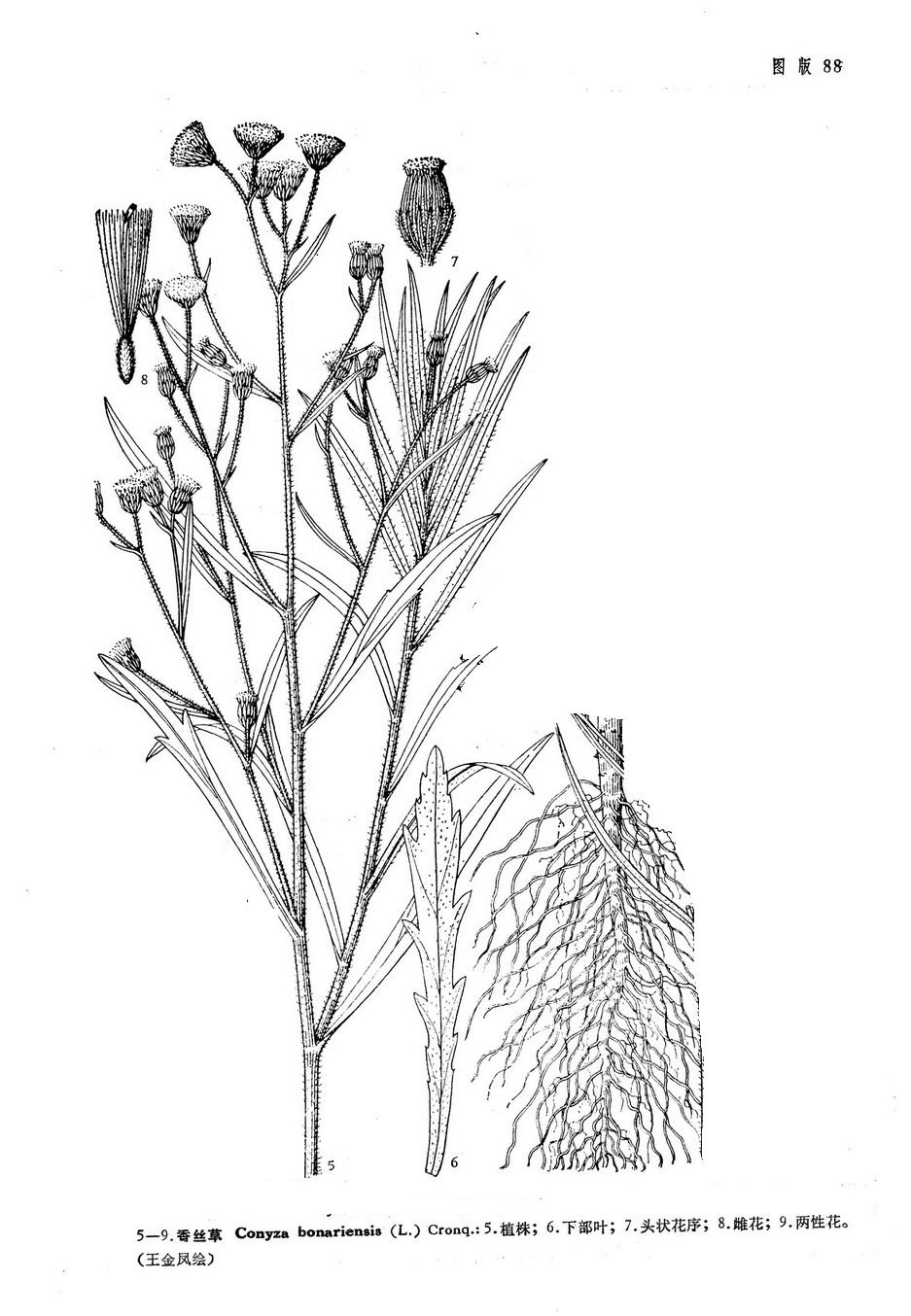  /i>)是菊科, a target="_blank" href="/item/白酒草属/7896184"