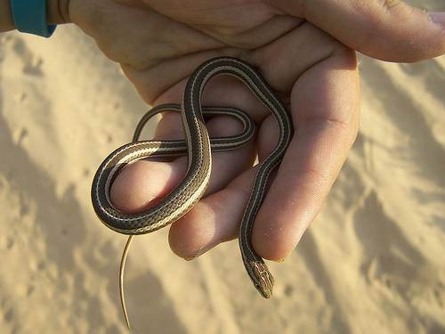  p>花条蛇,有鳞目游蛇科.