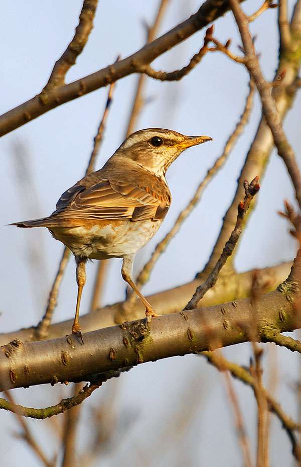  p>白眉鸫(学名: i>eyebrowed thrush /i>):中型 a target="_blank"