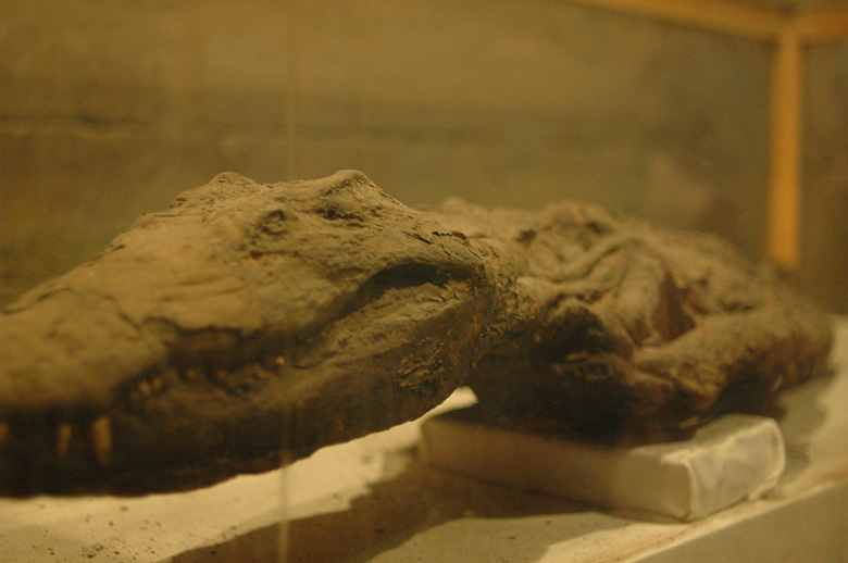 鳄鱼木乃伊