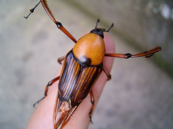  p data-id="gnbqgjj6hu">又名慈竹牛,笋子虫,竹钻子.