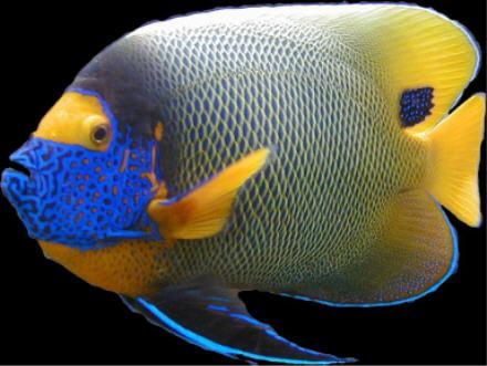  p>蓝面神仙是棘鲽鱼科的一种鱼,分布于印度洋及西太平洋珊瑚礁海域